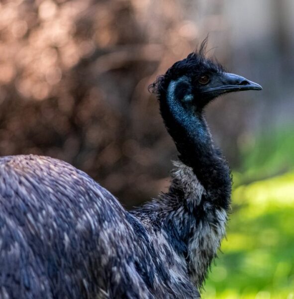Emu - zdjęcie