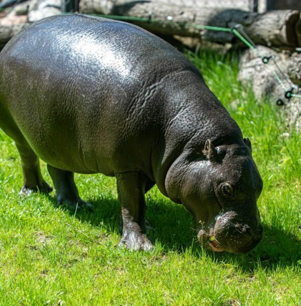 Hipopotam karłowaty - zdjęcie