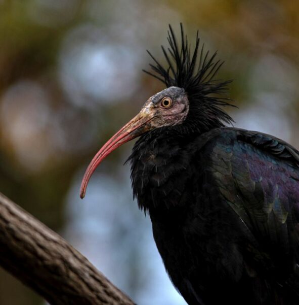 Ibis grzywiasty - zdjęcie