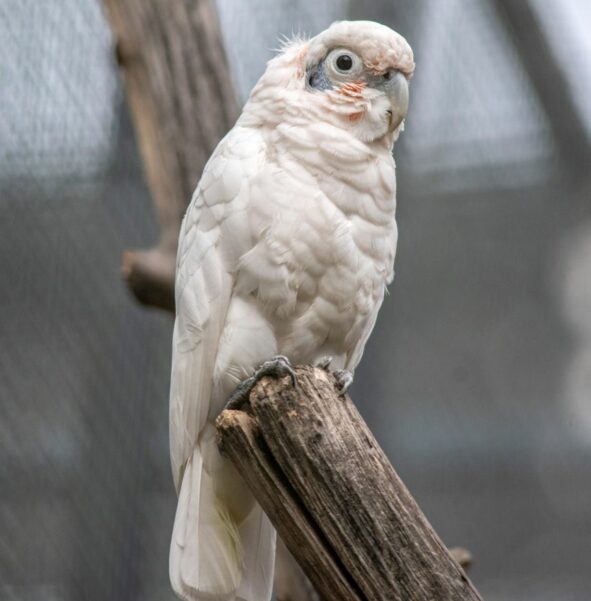 Kakadu białooka - zdjęcie