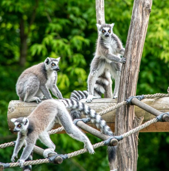 Lemur katta - zdjęcie