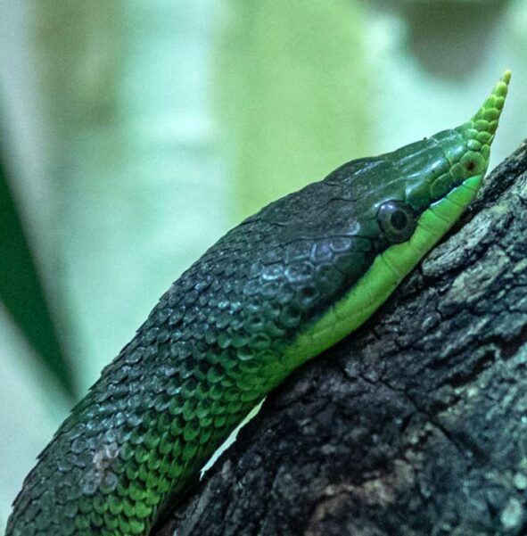 Wąż długonosy - zdjęcie