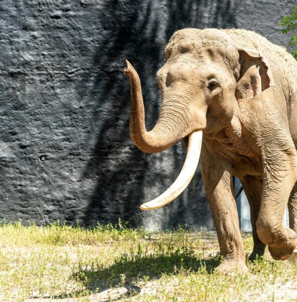 Słoń indyjski - zdjęcie