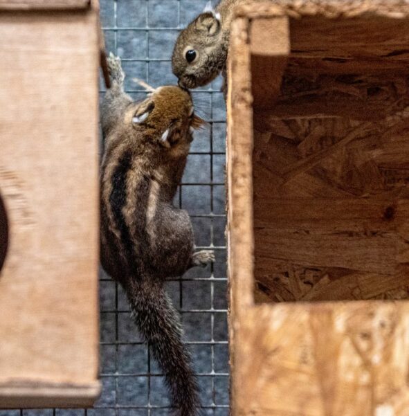 Wiewiórka chińska - zdjęcie