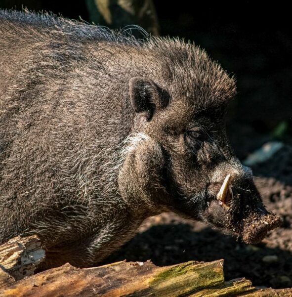 Świnia wisajska - zdjęcie