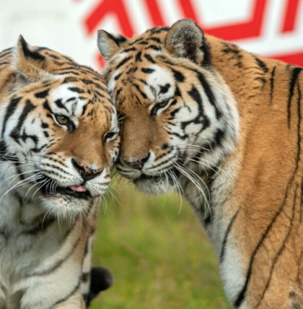 Tygrys amurski - zdjęcie