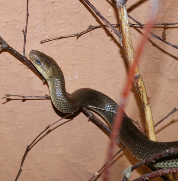 Wąż eskulapa - zdjęcie