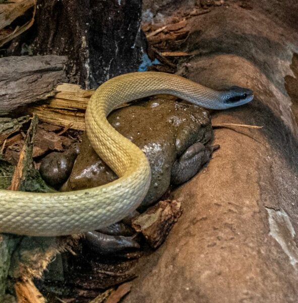 Wąż tajwański jaskiniowy - zdjęcie