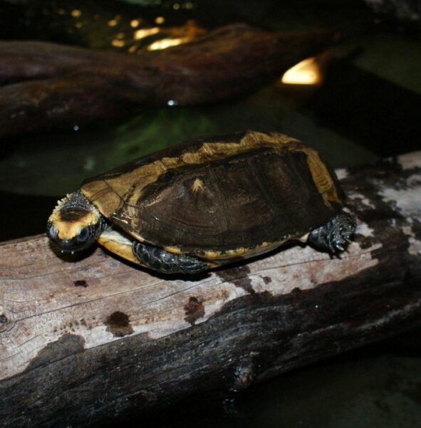 Żółw czerwonogłowy - zdjęcie