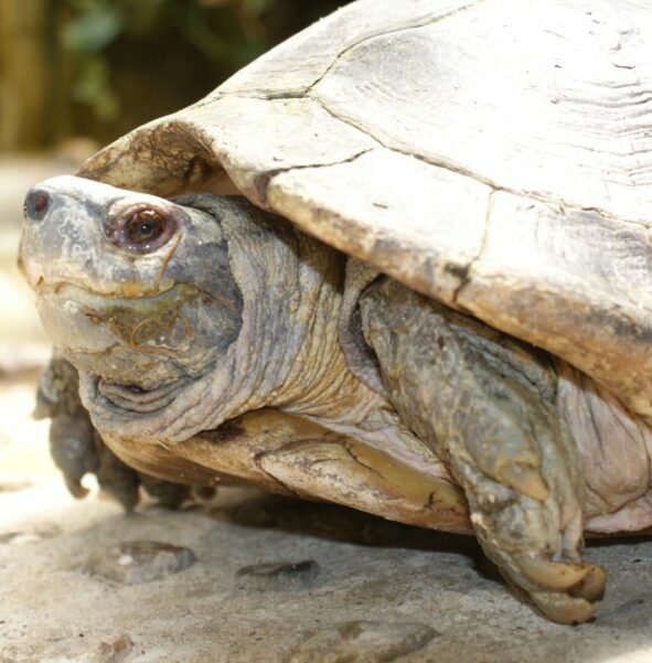 Żółw olbrzymi - zdjęcie