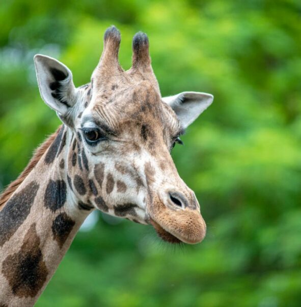 Żyrafa Rothschilda - zdjęcie