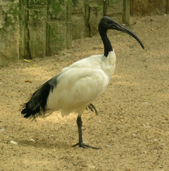 Ibis czczony - zdjęcie