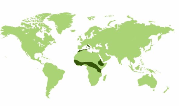 Jeżozwierz afrykański  - Obszar występowania