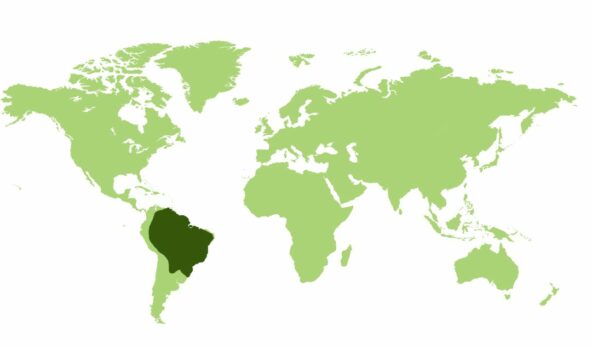 Koendu brazylijski  - Obszar występowania