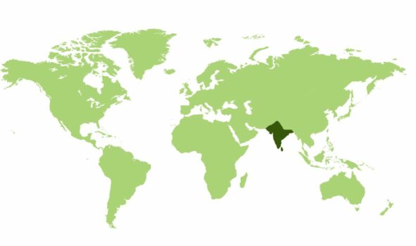 Paw indyjski  - Obszar występowania
