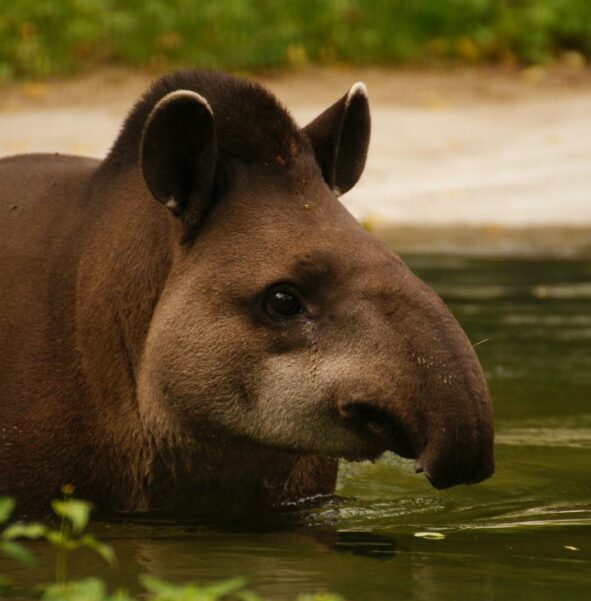 Tapir anta - zdjęcie