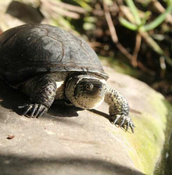 Żółw błotny - zdjęcie