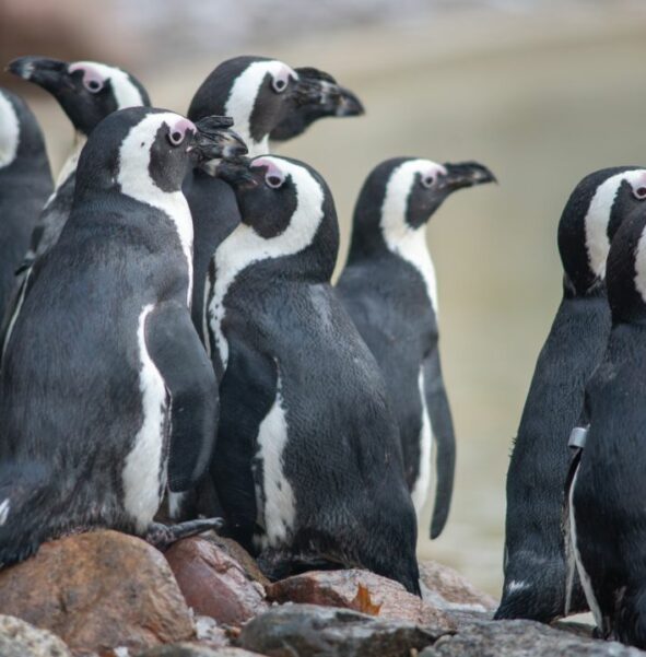 Pingwin przylądkowy - zdjęcie