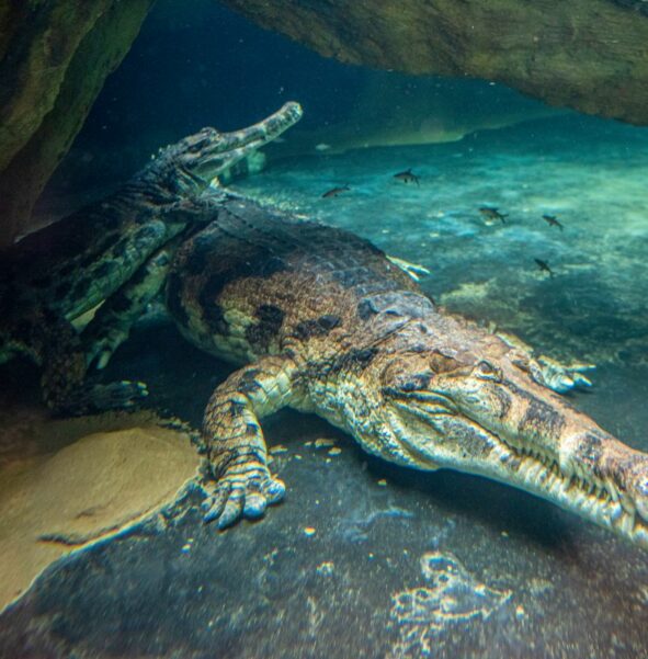 Krokodyl gawialowy - zdjęcie