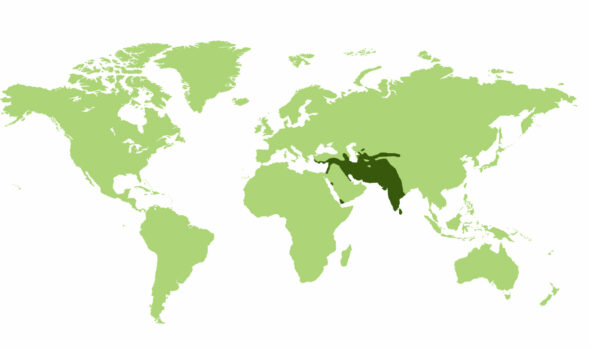 Jeżozwierz indyjski  - Obszar występowania