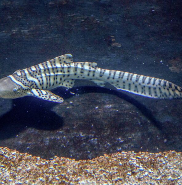 Rekin brodaty - zdjęcie