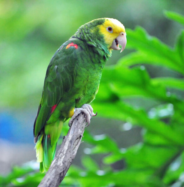 Amazonka żółtogardła - zdjęcie