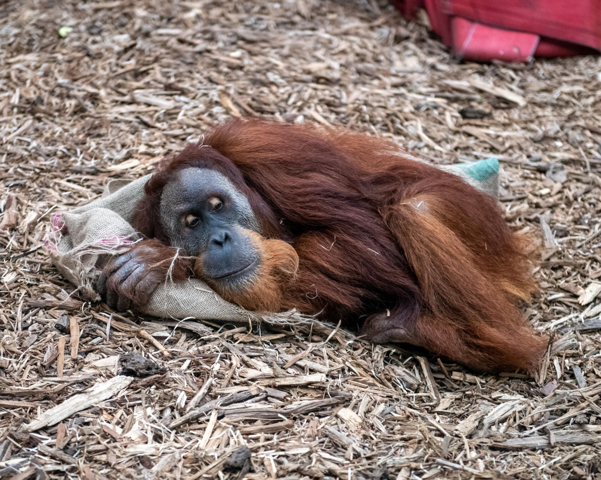 Orangutan sumatrzański 