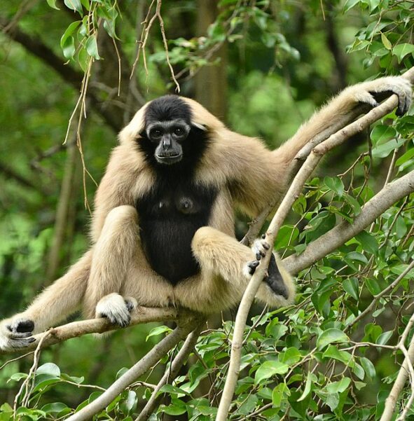 Gibbon czapnik - zdjęcie
