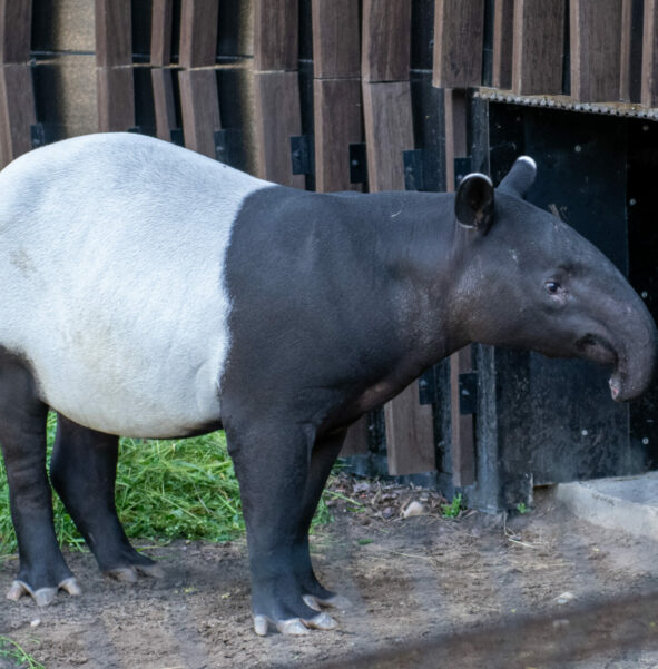 Tapir malajski - zdjęcie