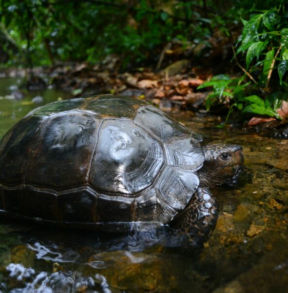 Żółw brunatny - zdjęcie