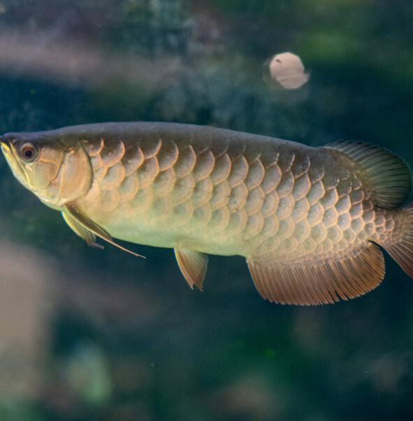 Arowana azjatycka - zdjęcie