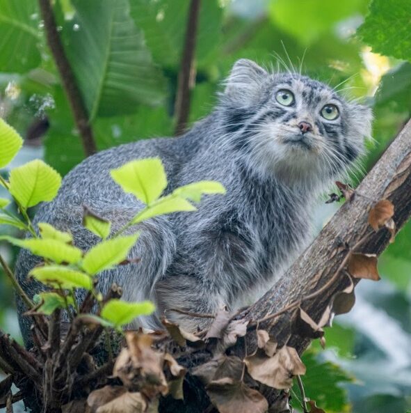 Manul stepowy - zdjęcie